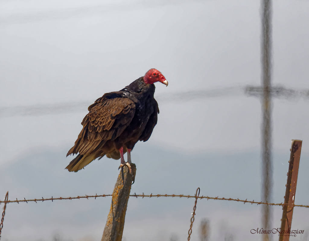 photo "Turkey Vulture" tags: nature, misc., wild animals bird fish lake