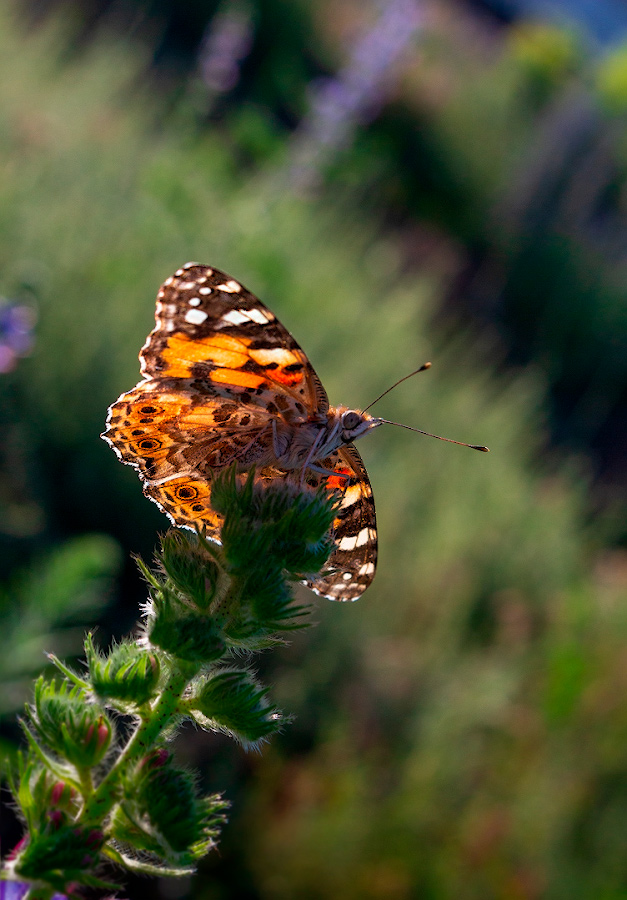 photo "***" tags: nature, macro and close-up, 