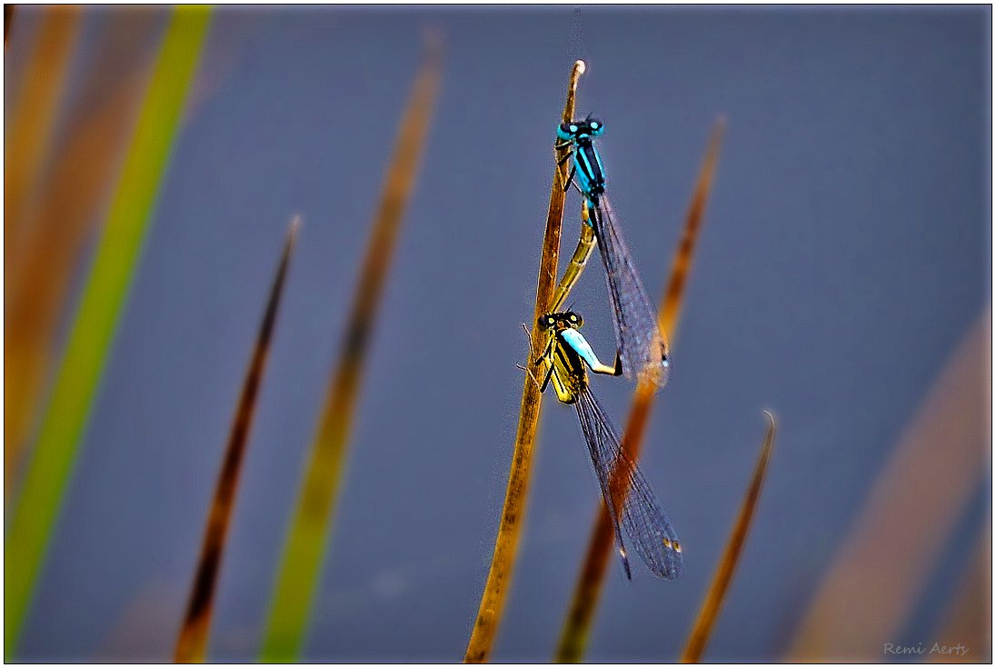 photo "***" tags: nature, macro and close-up, 