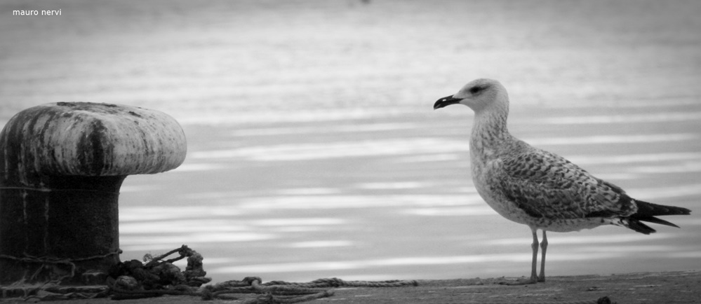 photo "seagull" tags: black&white, 