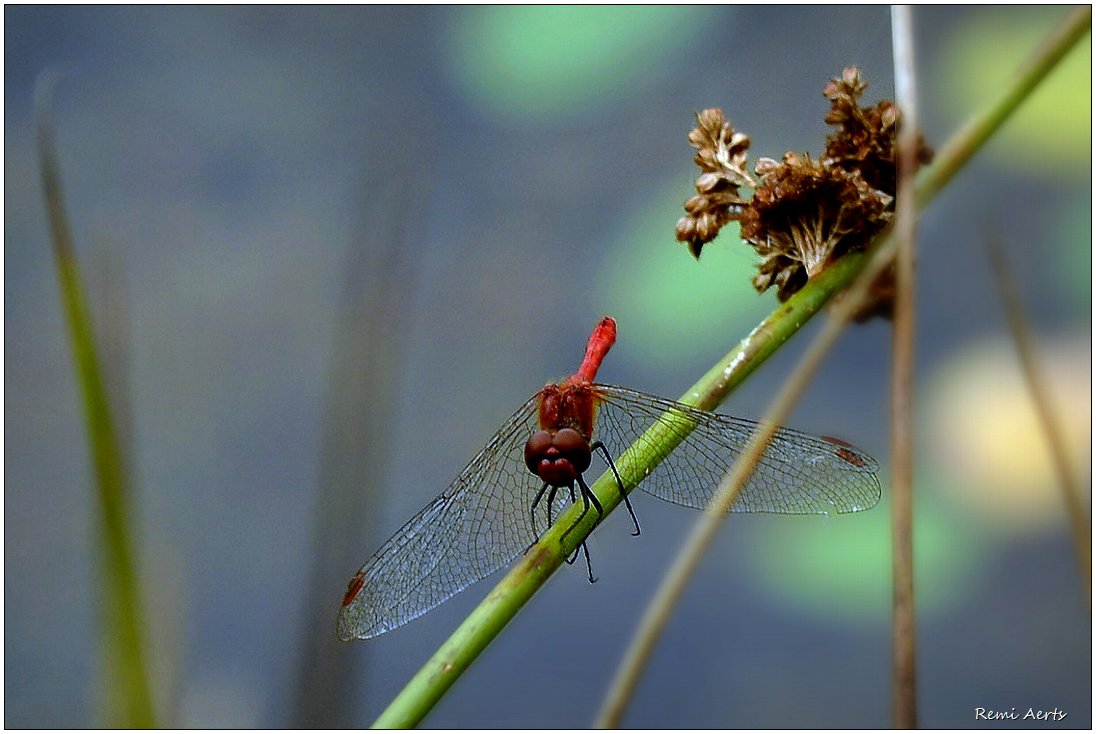 photo "***" tags: nature, macro and close-up, 