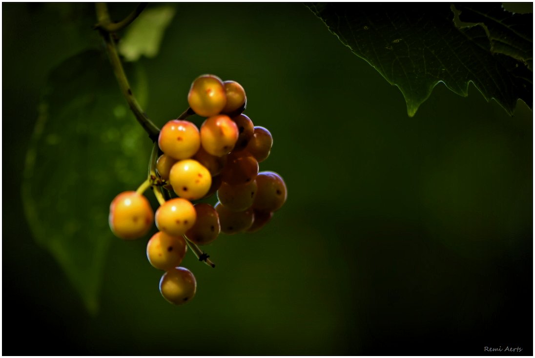 photo "***" tags: nature, macro and close-up, 