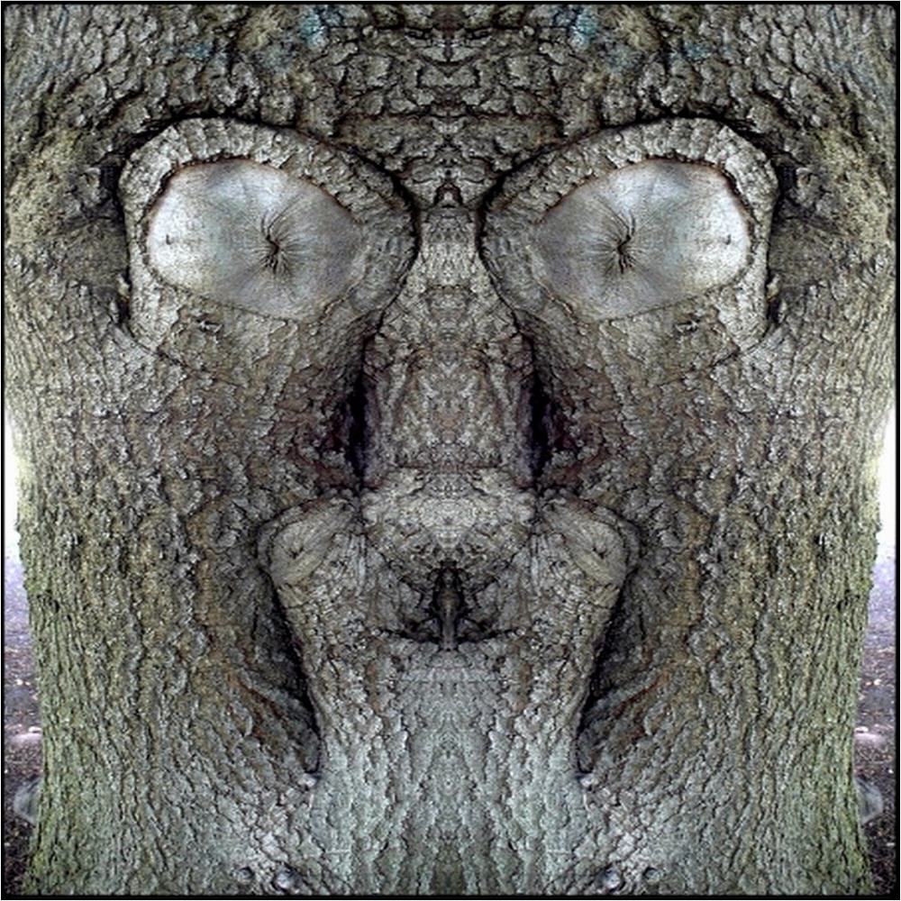 фото "der gestrenge - the strict" метки: digital art, макро и крупный план, природа, bark, close-up, mirror, mono, tree