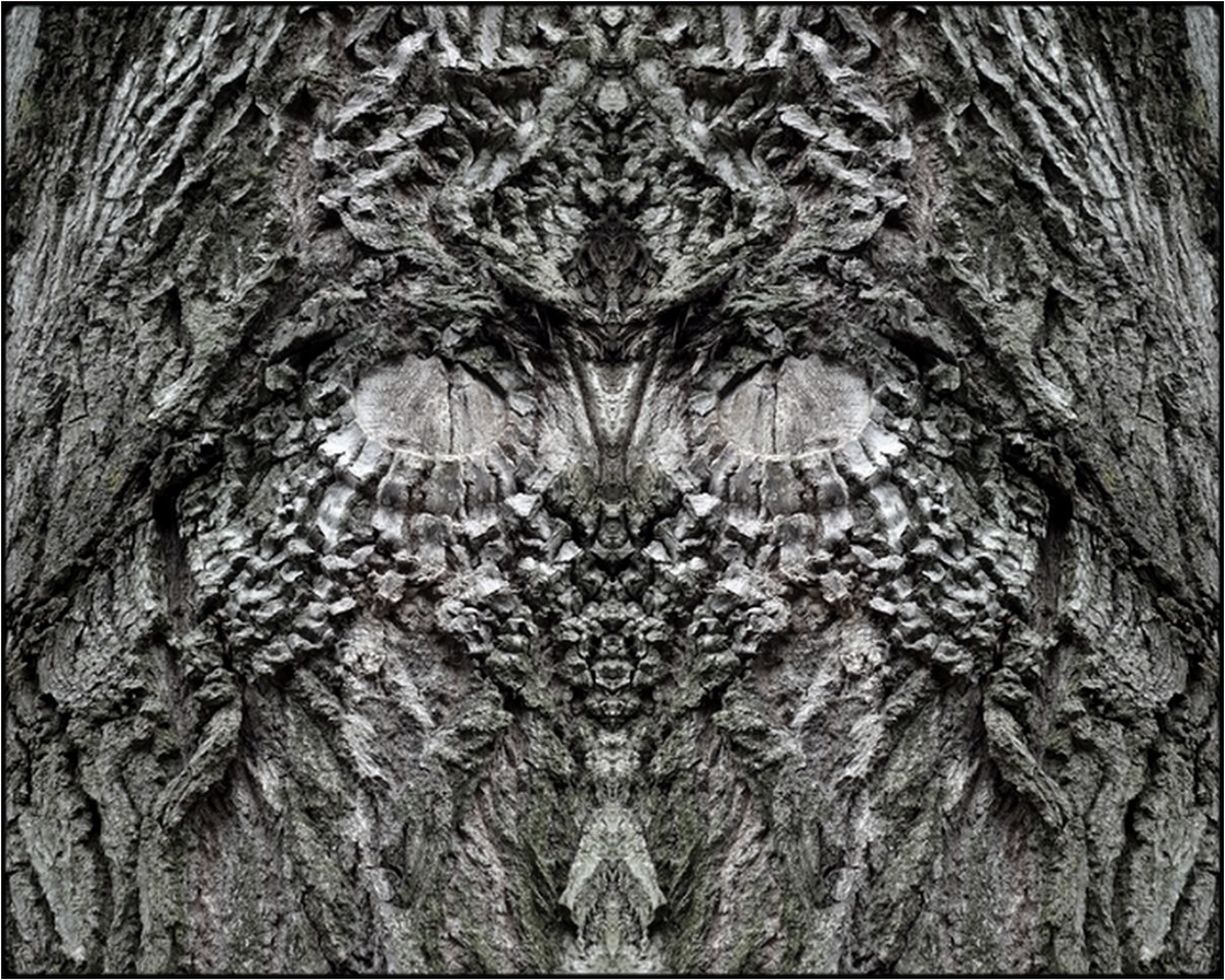 photo "der gläubige - the believer" tags: digital art, nature, macro and close-up, bark, close-up, mirror, still, tree