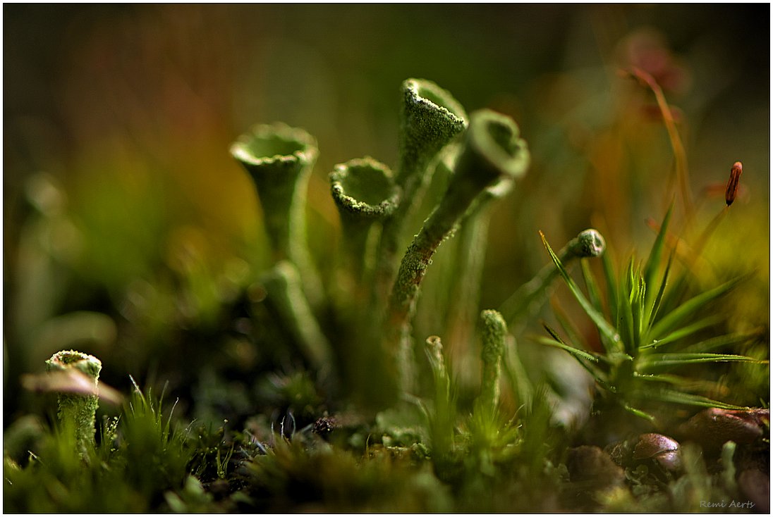 фото "Cladonia fimbriata" метки: природа, макро и крупный план, 