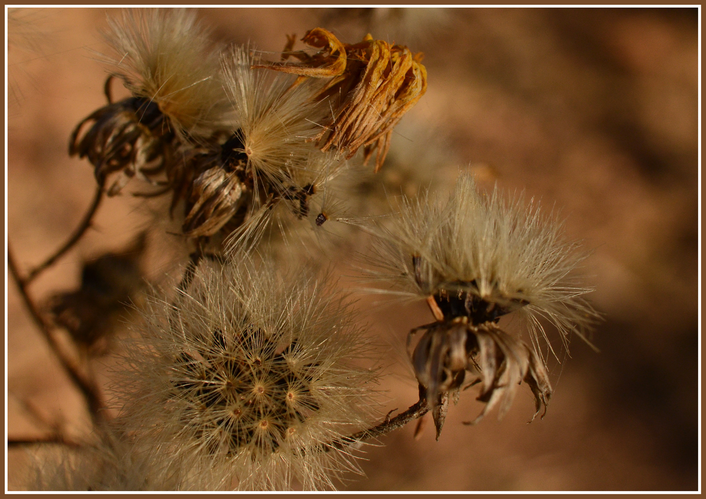 photo "***" tags: nature, autumn, flowers, grass, колючки