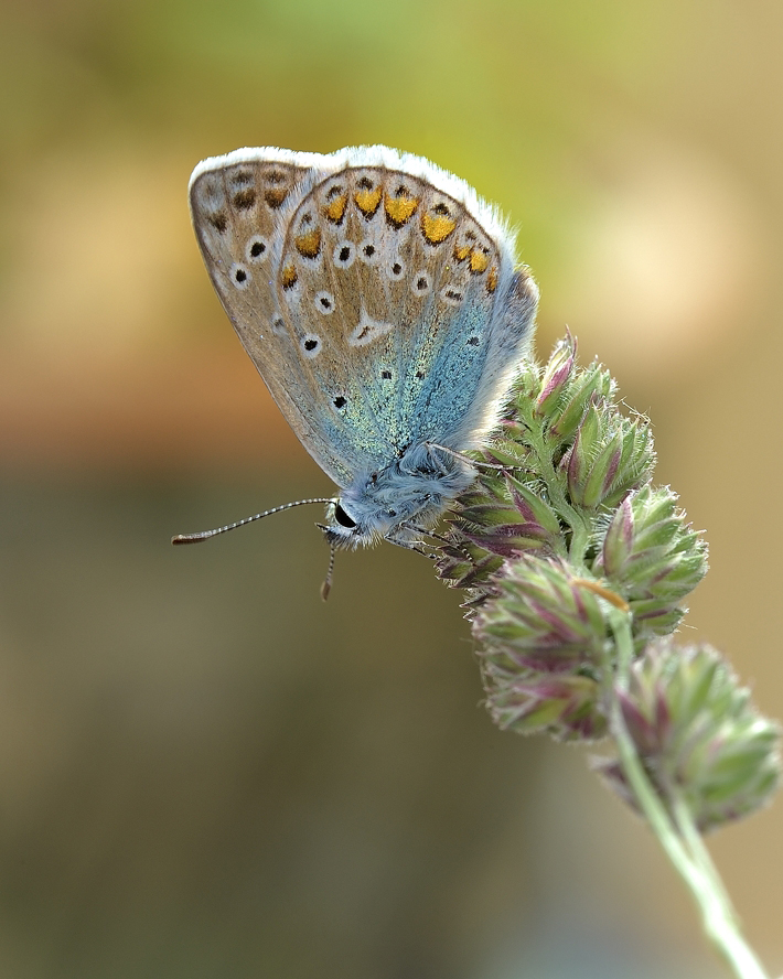 photo "***" tags: macro and close-up, 