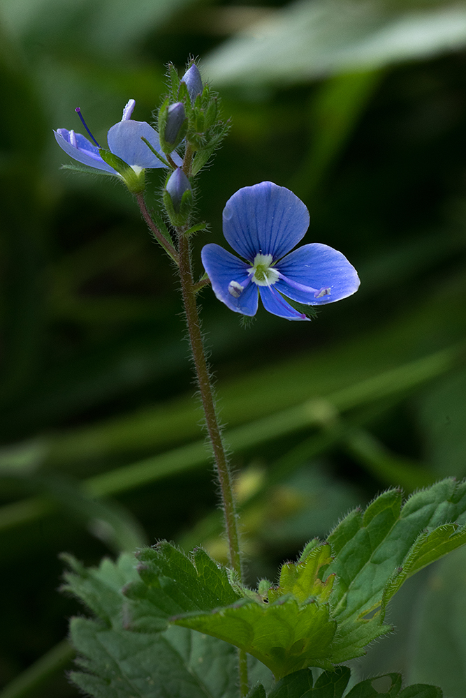 photo "***" tags: nature, macro and close-up, 