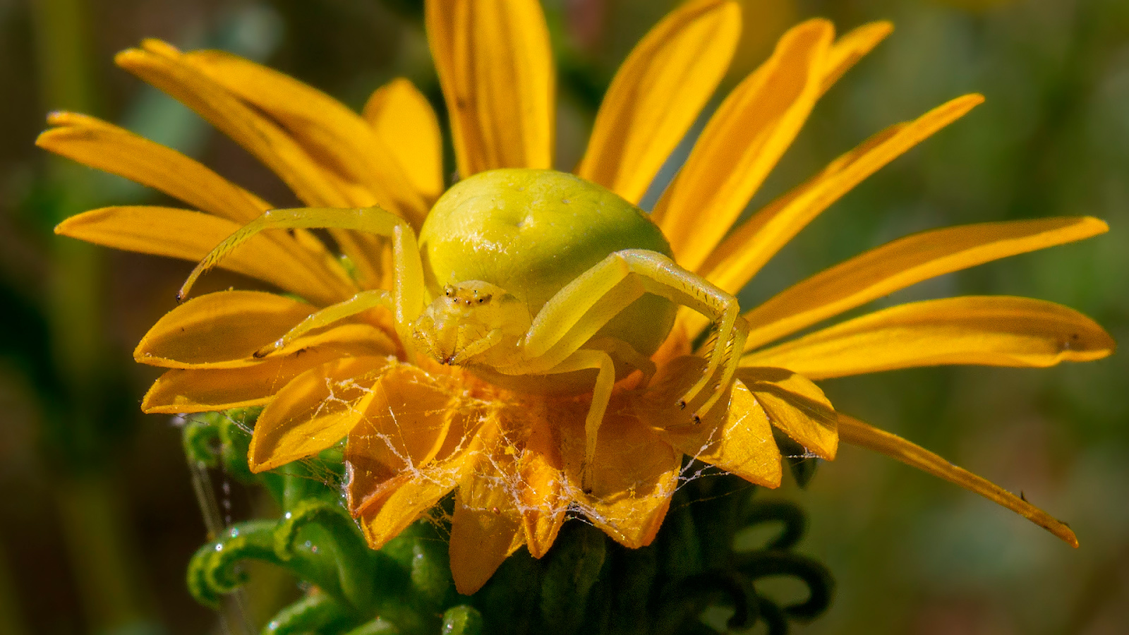 photo "***" tags: macro and close-up, 