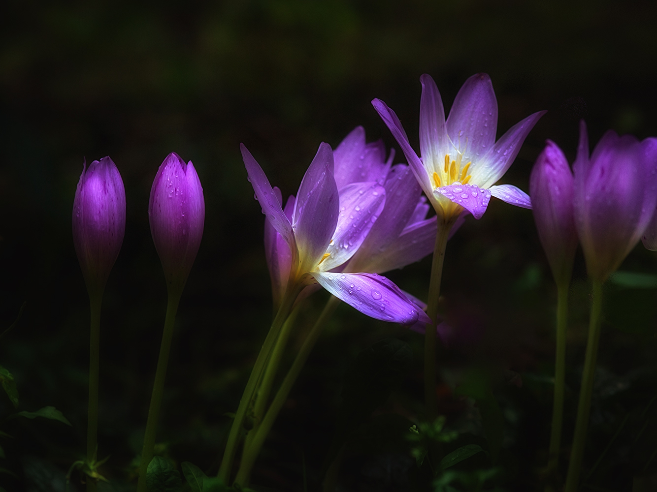 photo "***" tags: macro and close-up, 