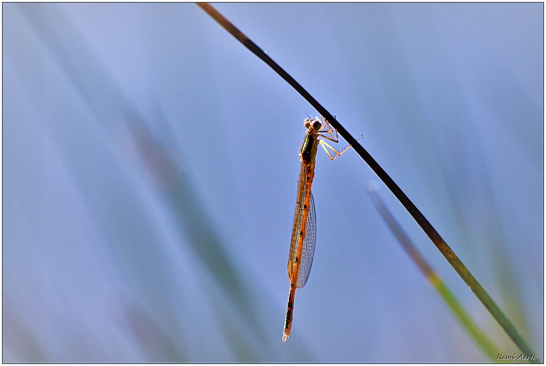 photo "***" tags: nature, macro and close-up, 