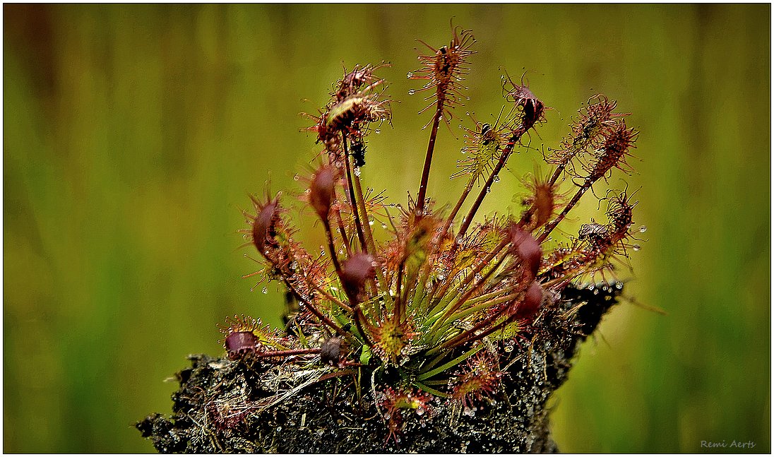 photo "***" tags: nature, macro and close-up, 