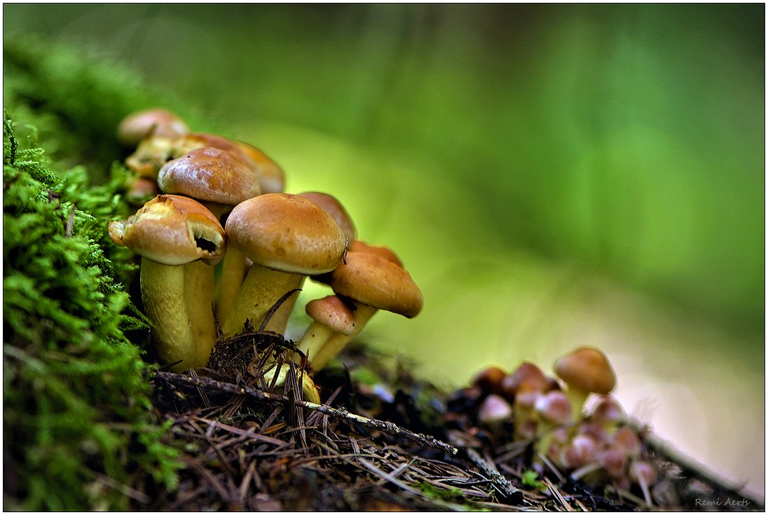 photo "***" tags: nature, macro and close-up, 