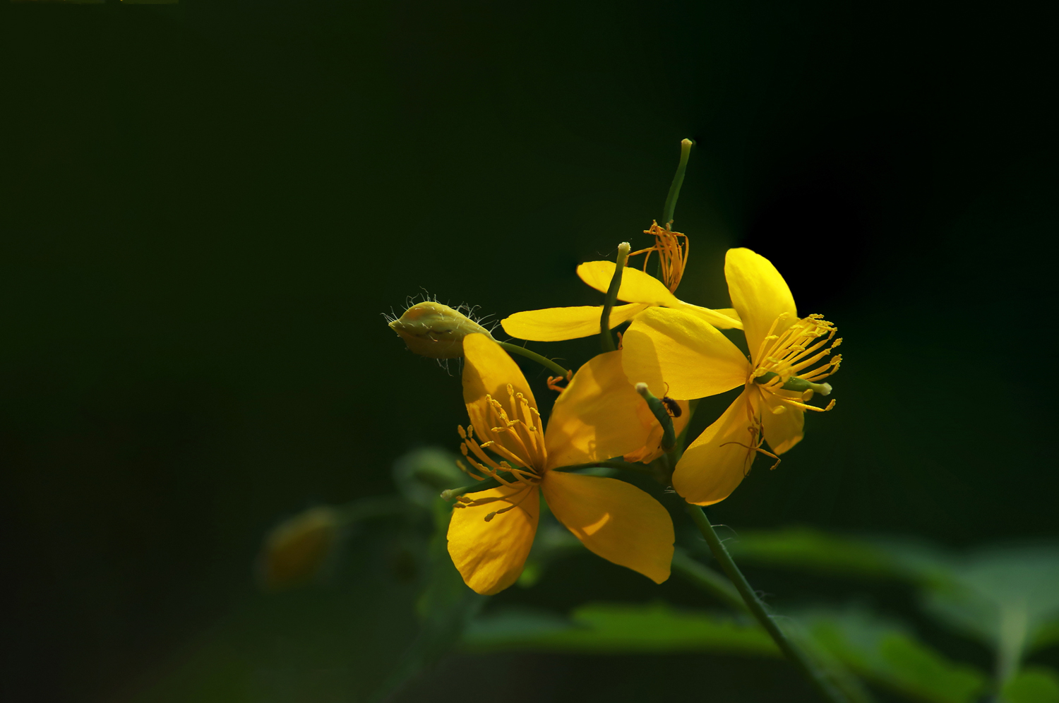 photo "***" tags: macro and close-up, 