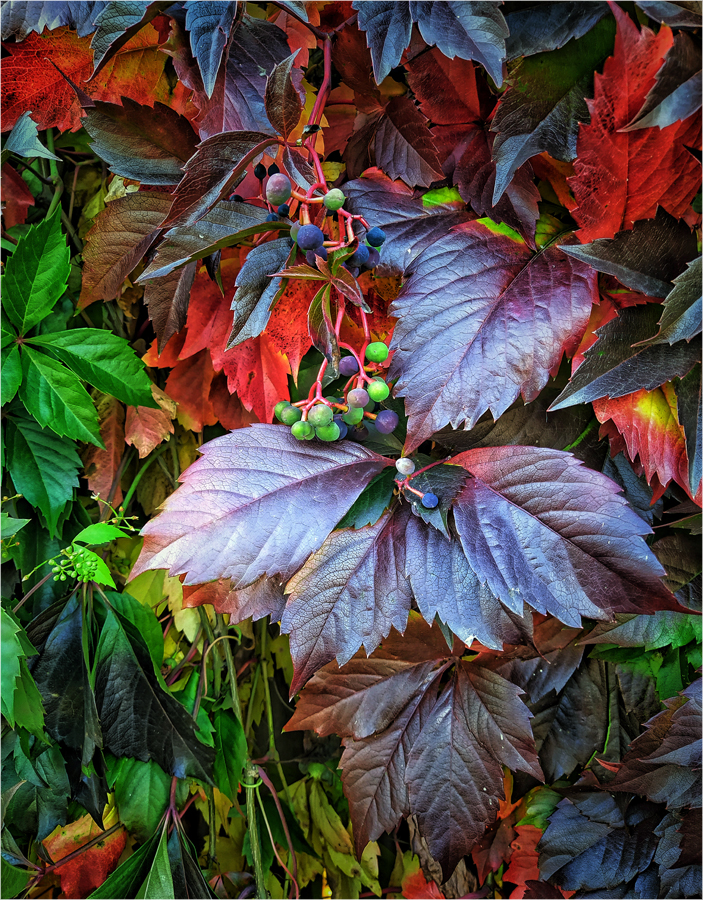 photo "***" tags: nature, macro and close-up, autumn