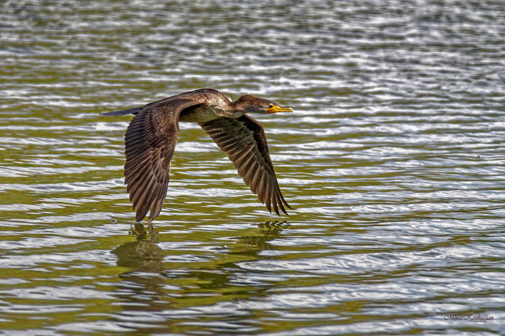 фото "Double-crested cormorant" метки: , wild animals bird fish lake