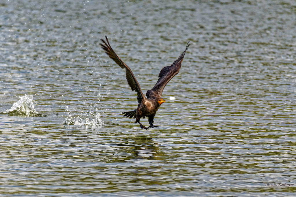 photo "Double-crested cormorant" tags: nature, misc., wild animals bird fish lake