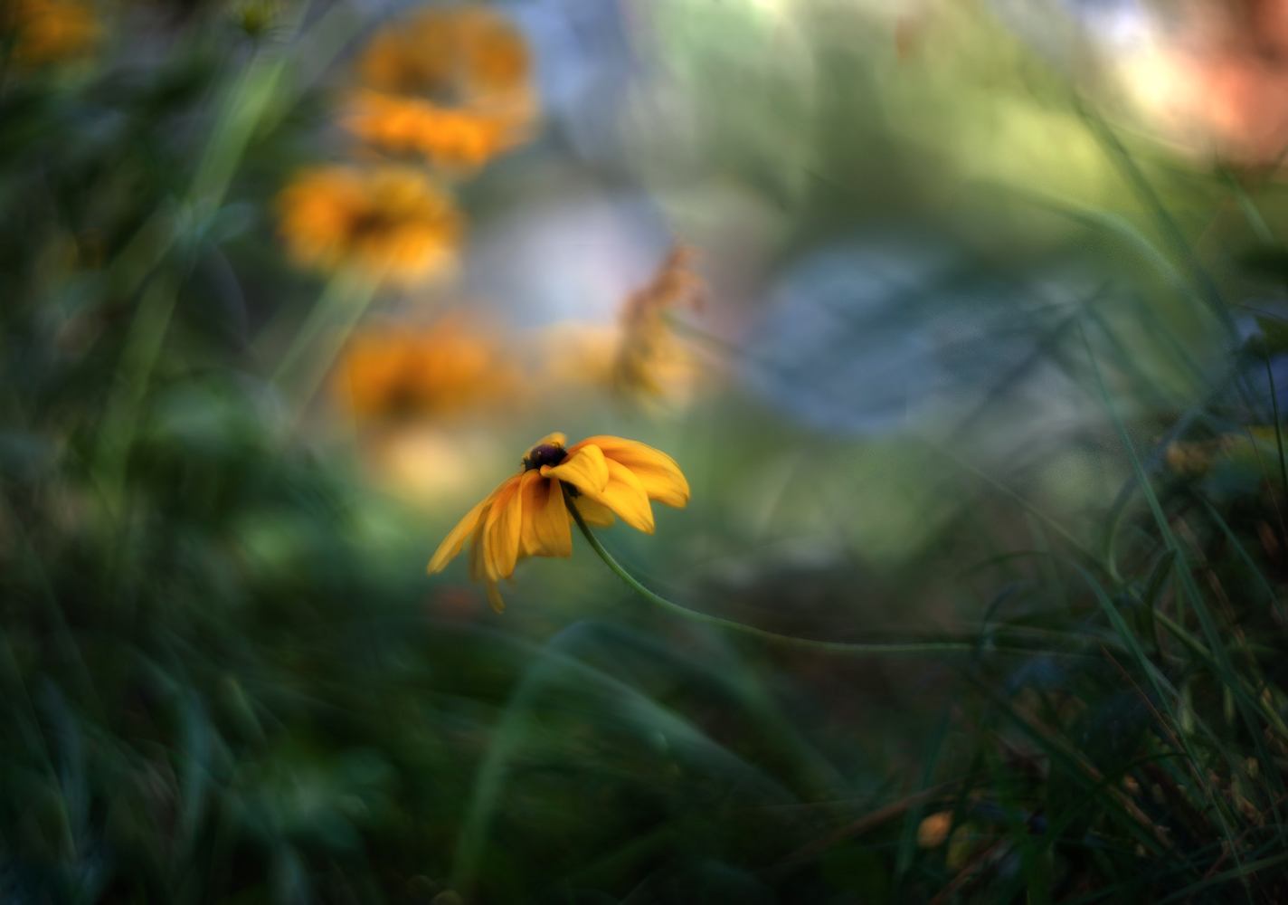 photo "***" tags: macro and close-up, 