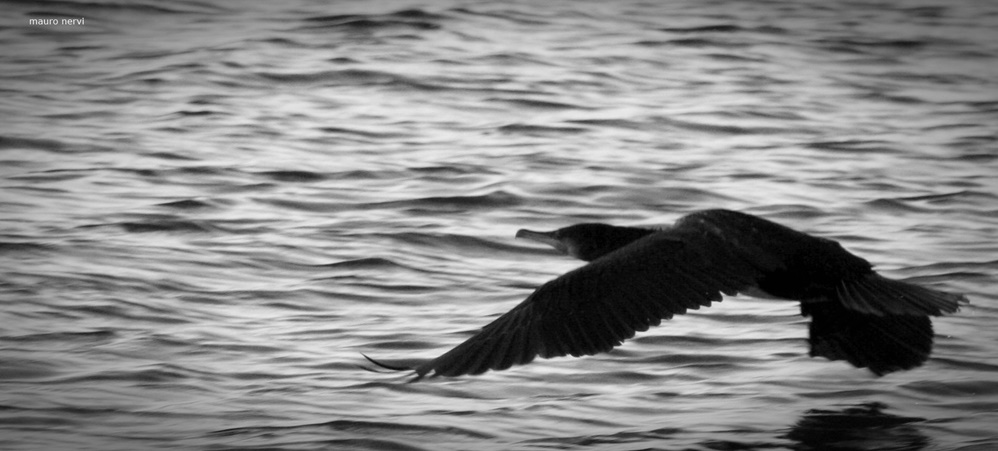 photo "flying" tags: black&white, 
