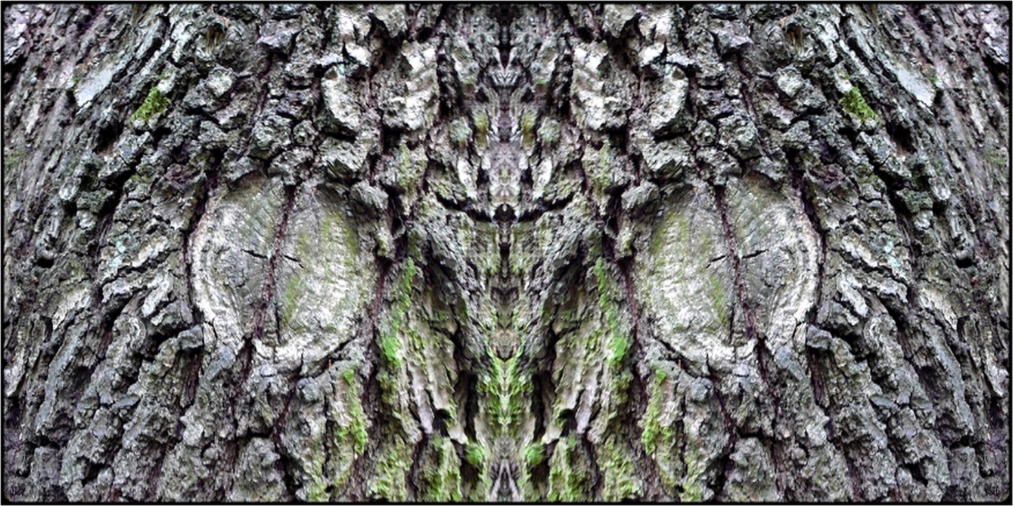 photo "der hypnotiseur - the hypnotist" tags: digital art, nature, macro and close-up, bark, close-up, mirror, tree