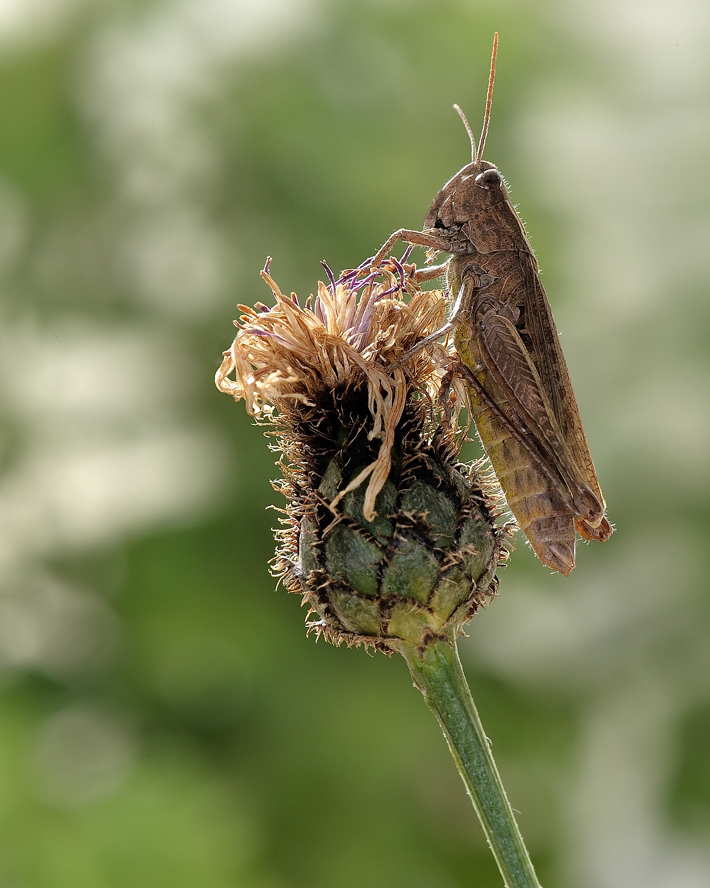photo "***" tags: macro and close-up, 