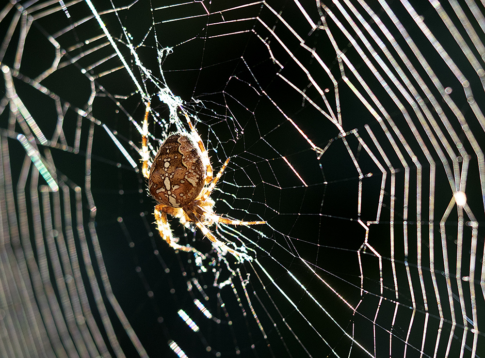 photo "In the Web" tags: macro and close-up, nature, portrait, 
