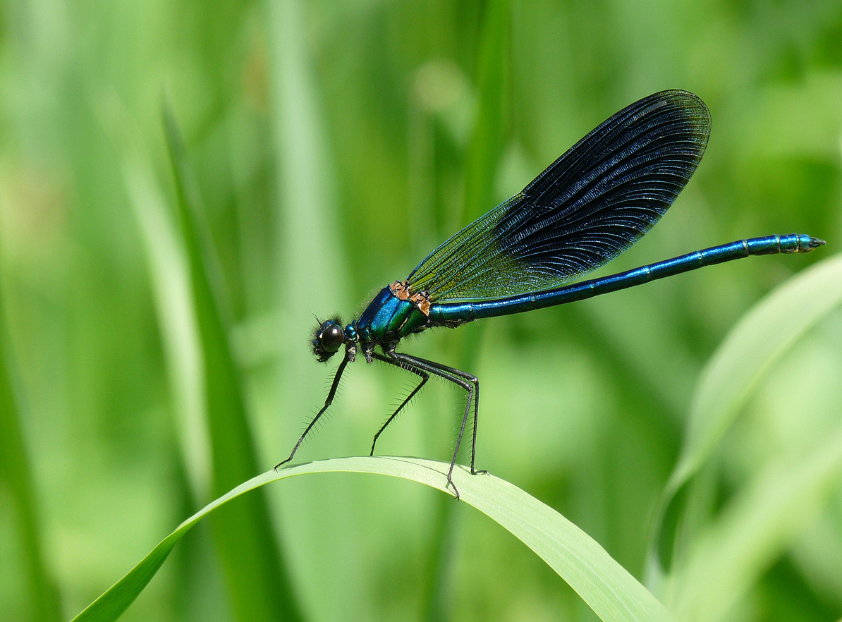 photo "***" tags: macro and close-up, insect