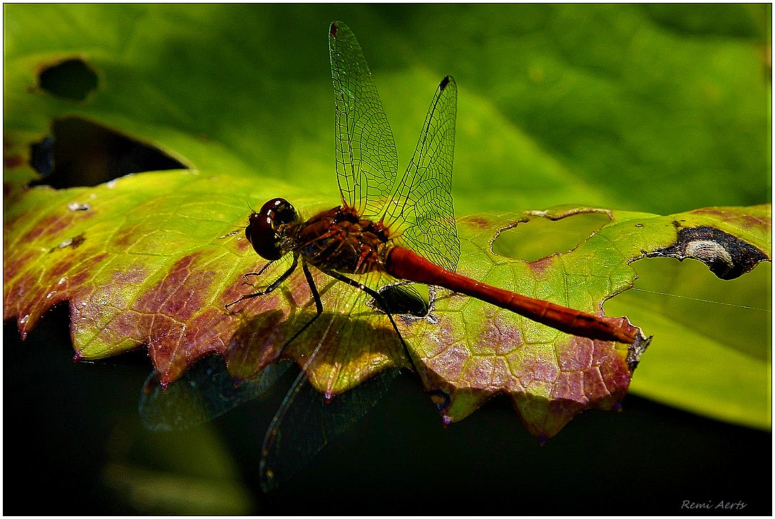 photo "***" tags: nature, macro and close-up, 