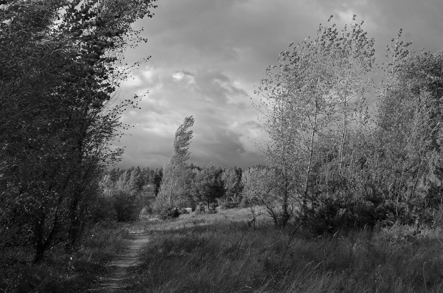 photo "***" tags: landscape, autumn, clouds, forest, ветер, непогода