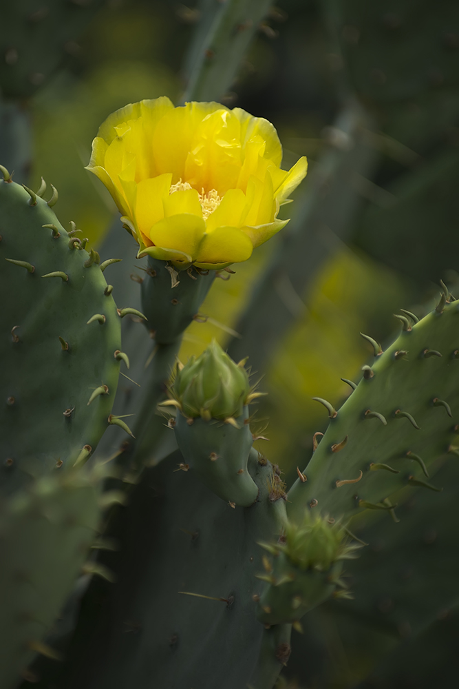 photo "***" tags: travel, nature, macro and close-up, 