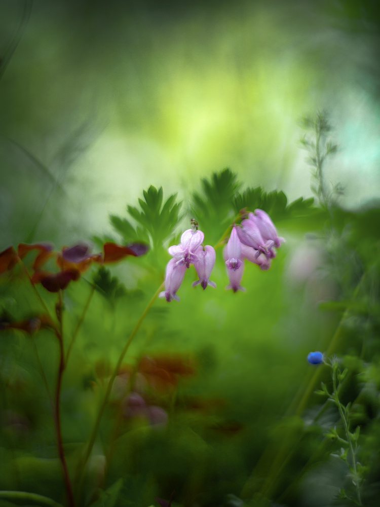 photo "***" tags: macro and close-up, 