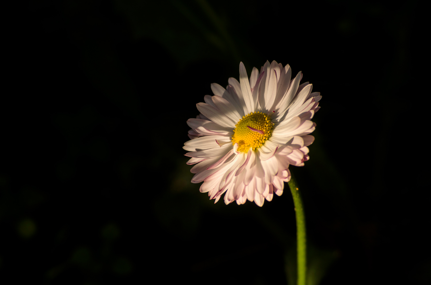 photo "***" tags: nature, macro and close-up, 