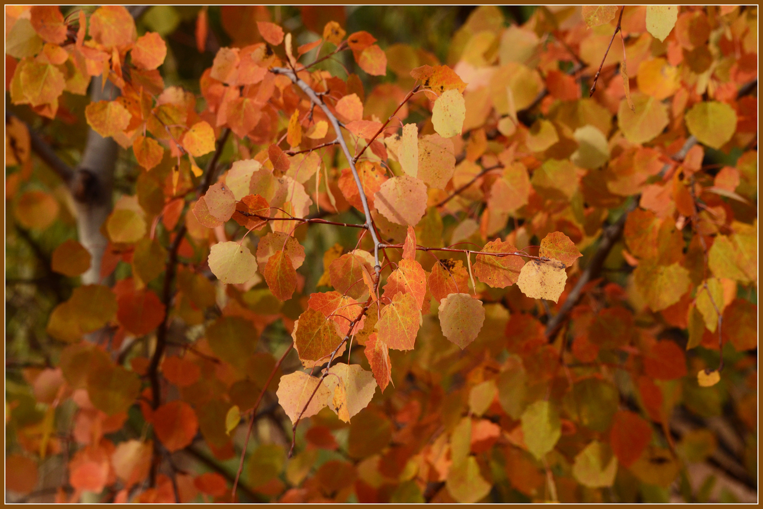 photo "***" tags: nature, autumn, ветер, краски, листва, осина