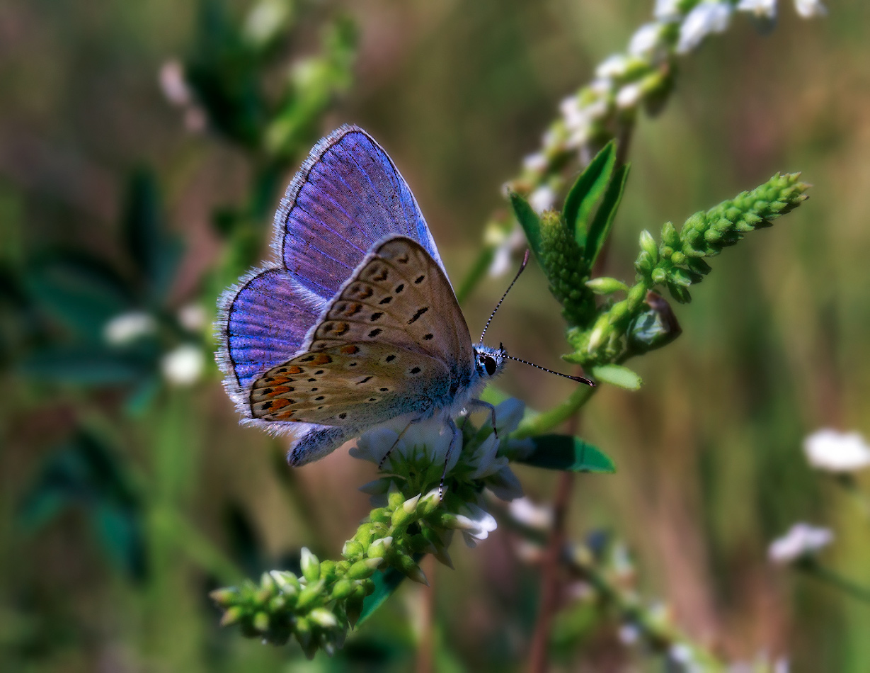 photo "***" tags: macro and close-up, butterfly