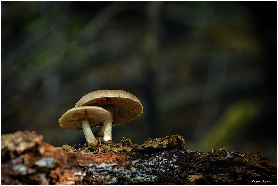 photo "***" tags: nature, macro and close-up, 