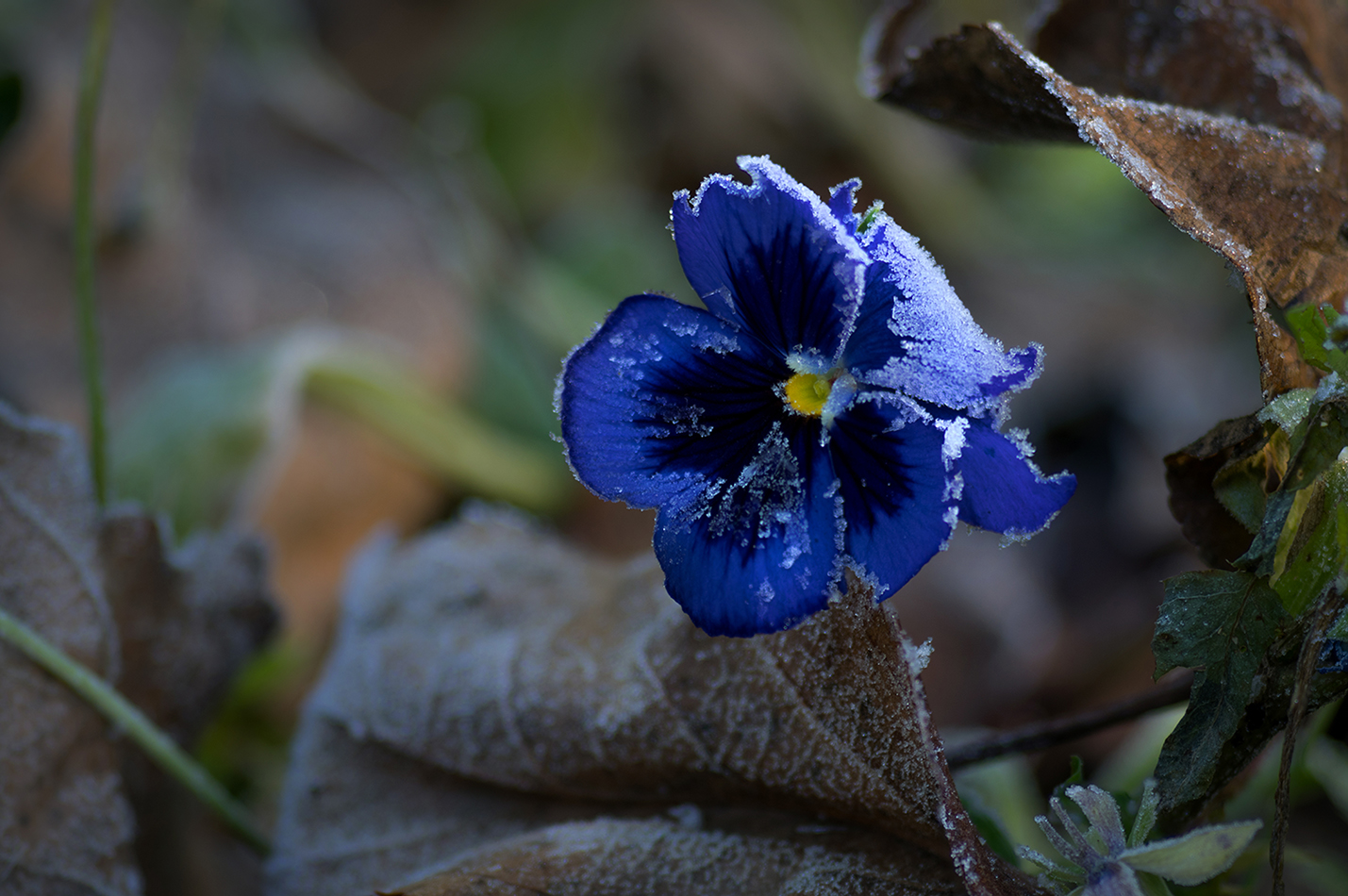 photo "***" tags: nature, macro and close-up, 