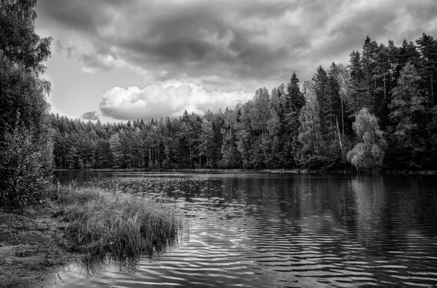 фото "Лесное озеро" метки: пейзаж, черно-белые, 