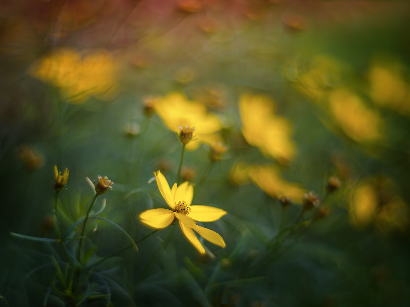 photo "***" tags: macro and close-up, 