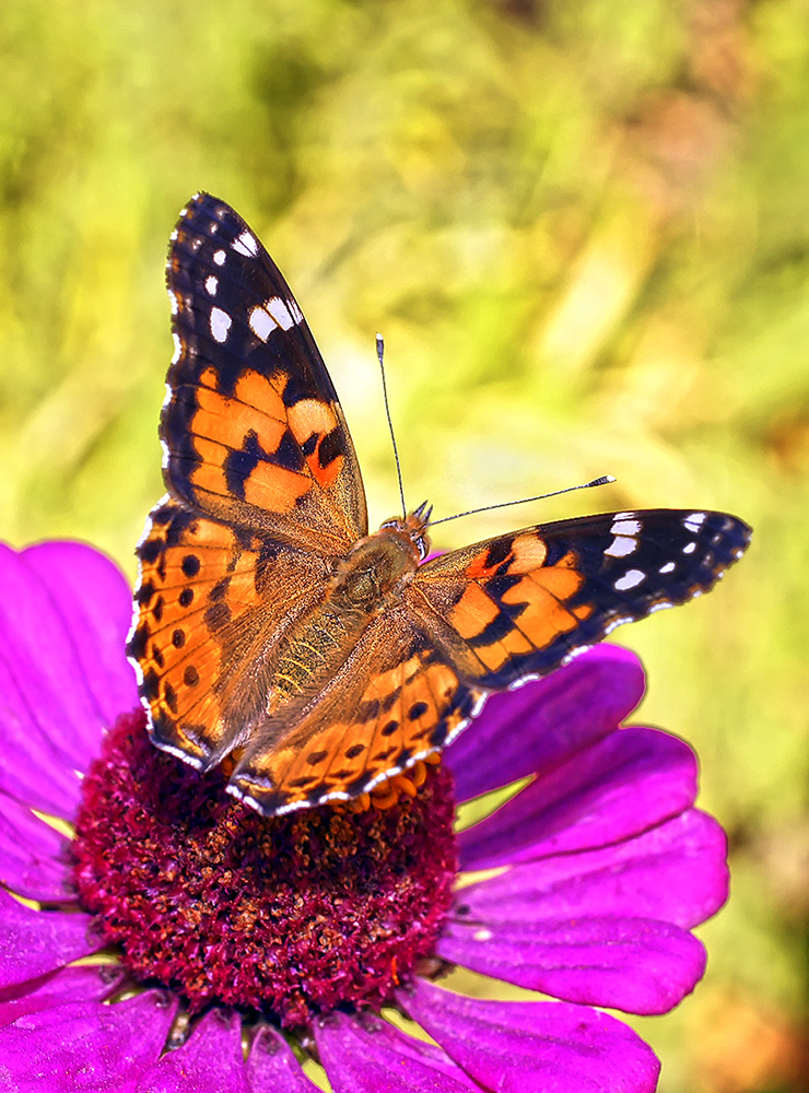 photo "***" tags: macro and close-up, nature, butterfly