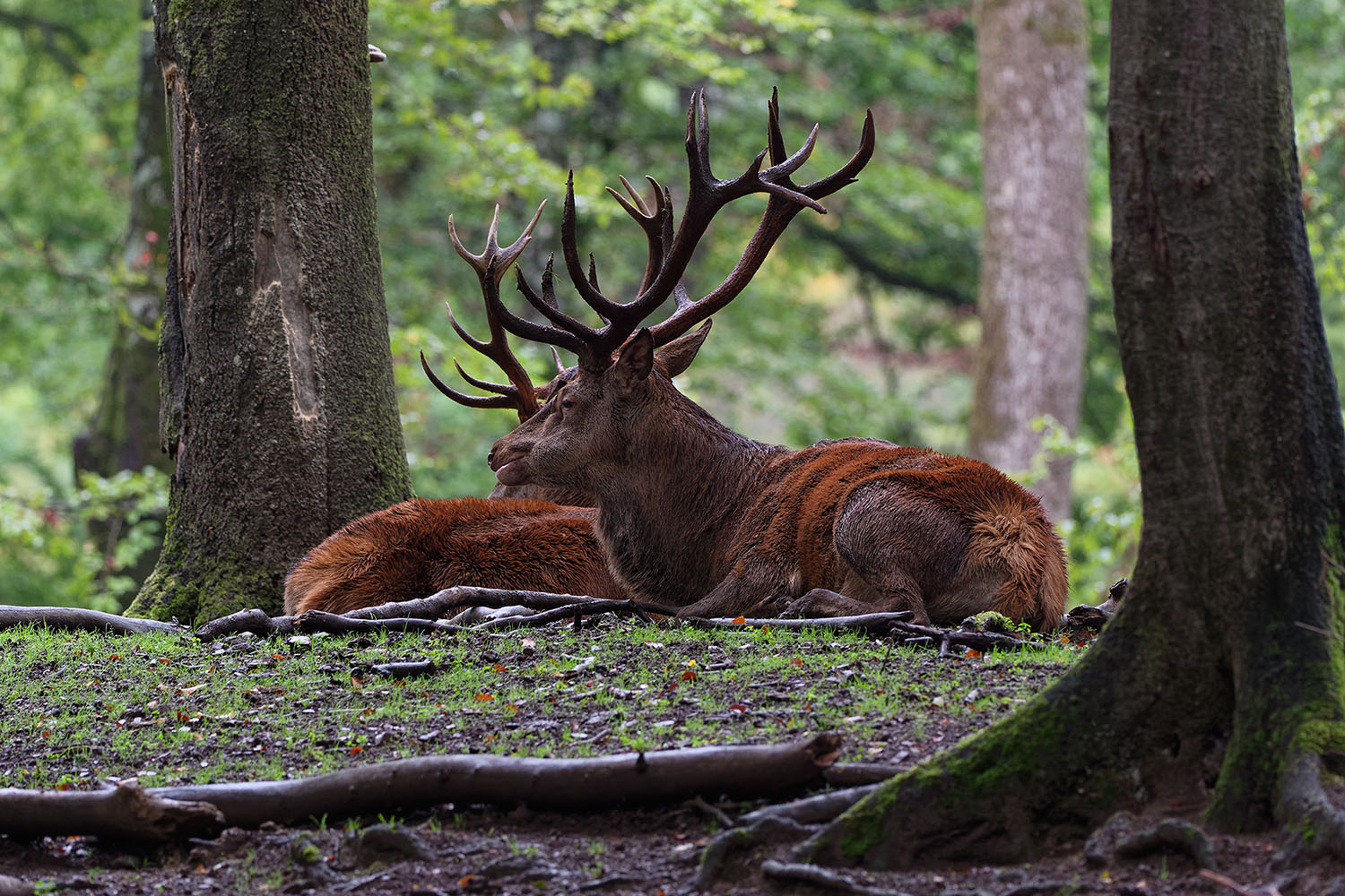 фото "***" метки: природа, Europe, forest, дикие животные, осень