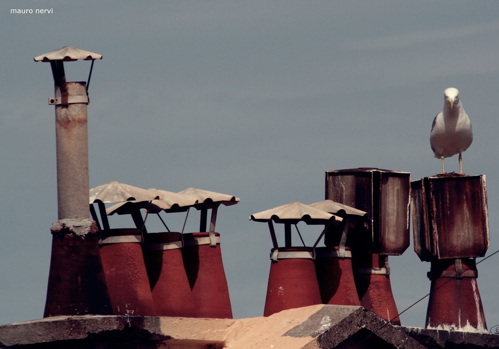 photo "on the roof" tags: street, 