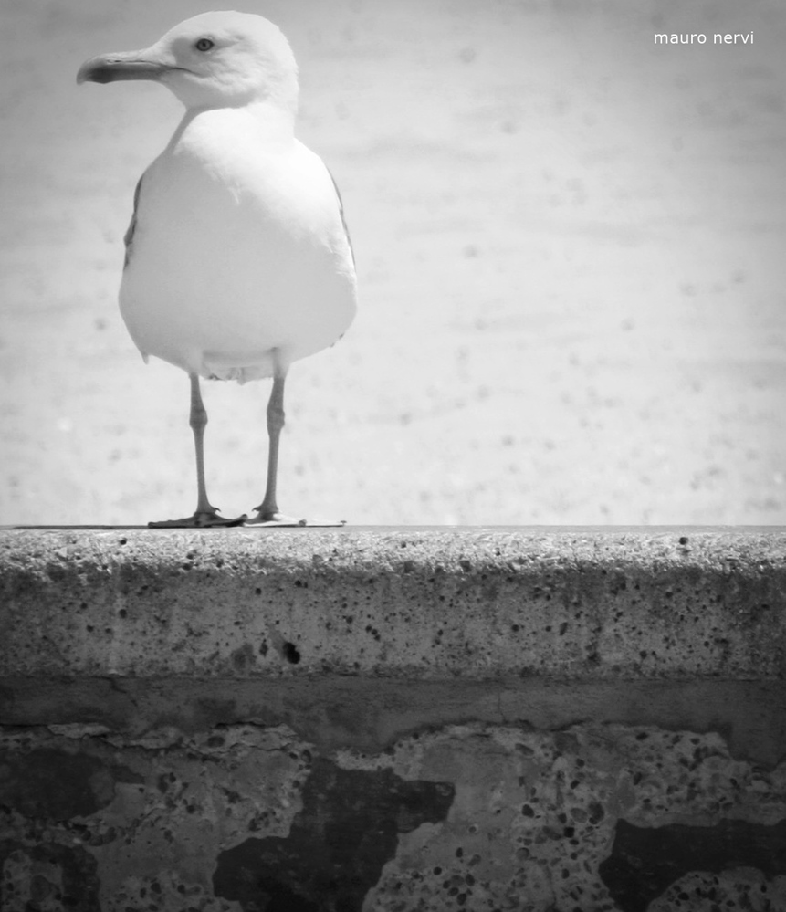 фото "seagull" метки: черно-белые, 