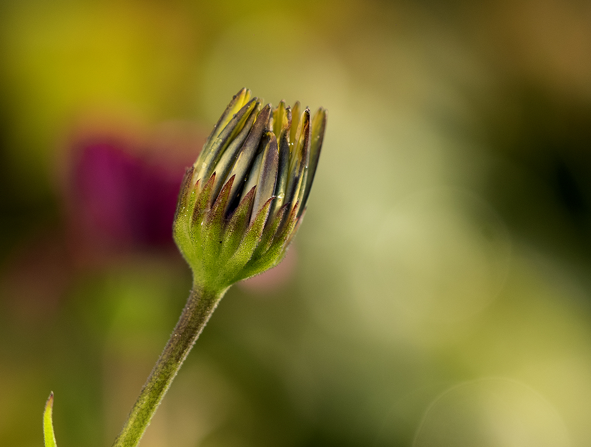 photo "Autumn coming" tags: macro and close-up, nature, reporting, 