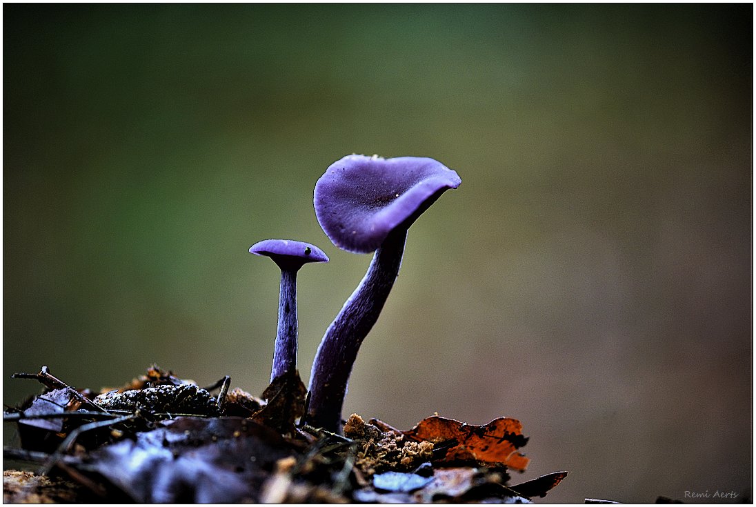 фото "***" метки: природа, макро и крупный план, 