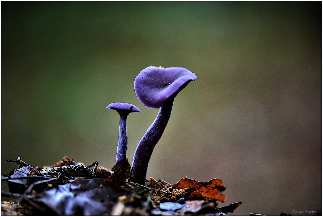 photo "***" tags: nature, macro and close-up, 