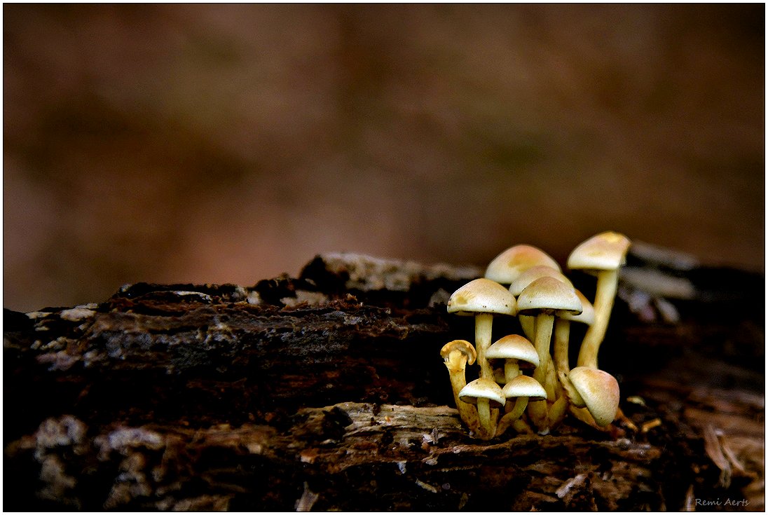 photo "***" tags: nature, macro and close-up, 