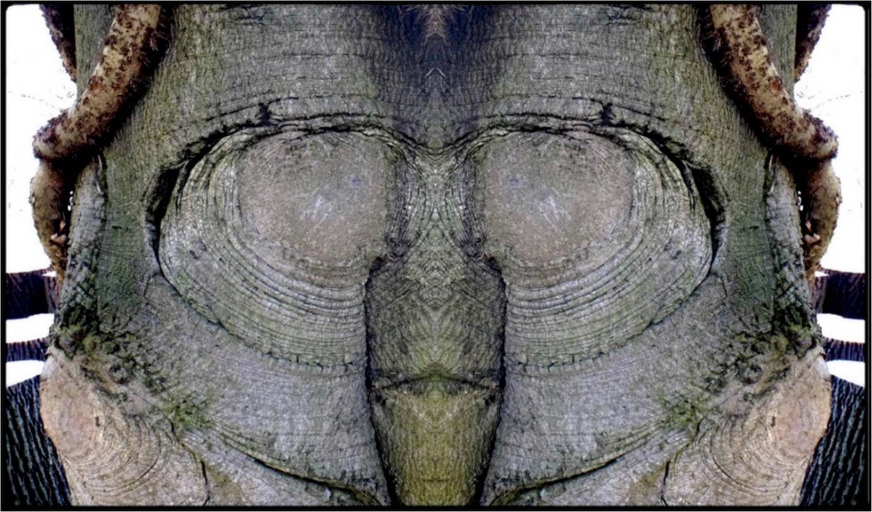 photo "mr. president" tags: digital art, humor, macro and close-up, bark, close-up, mirror, tree