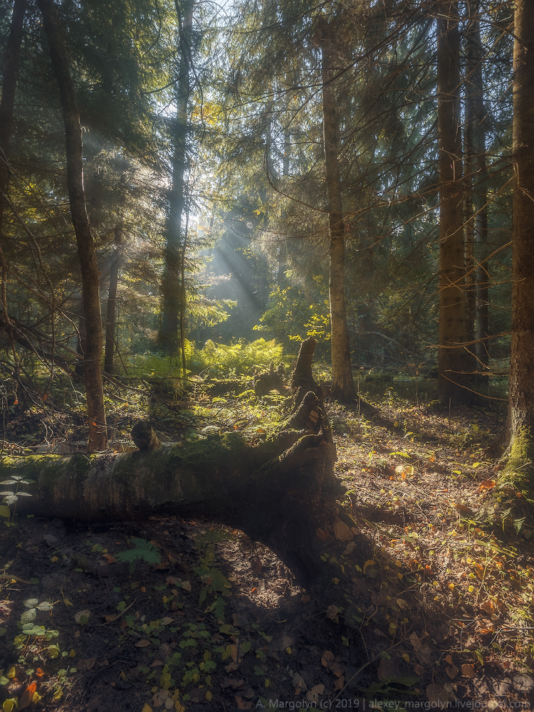 photo "***" tags: landscape, nature, travel, autumn, forest, morning