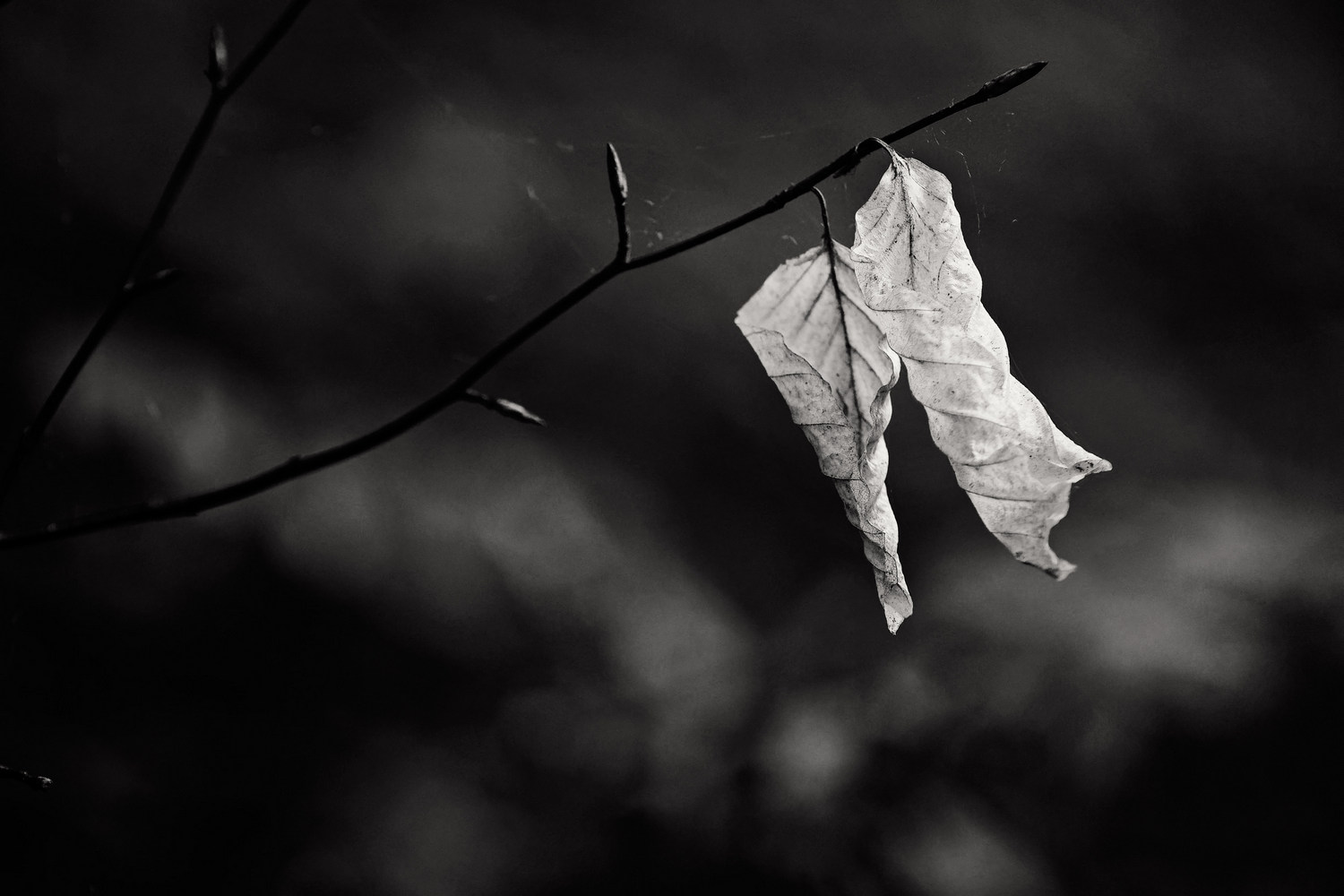 photo "There was once ..." tags: nature, black&white, Europe, autumn, forest