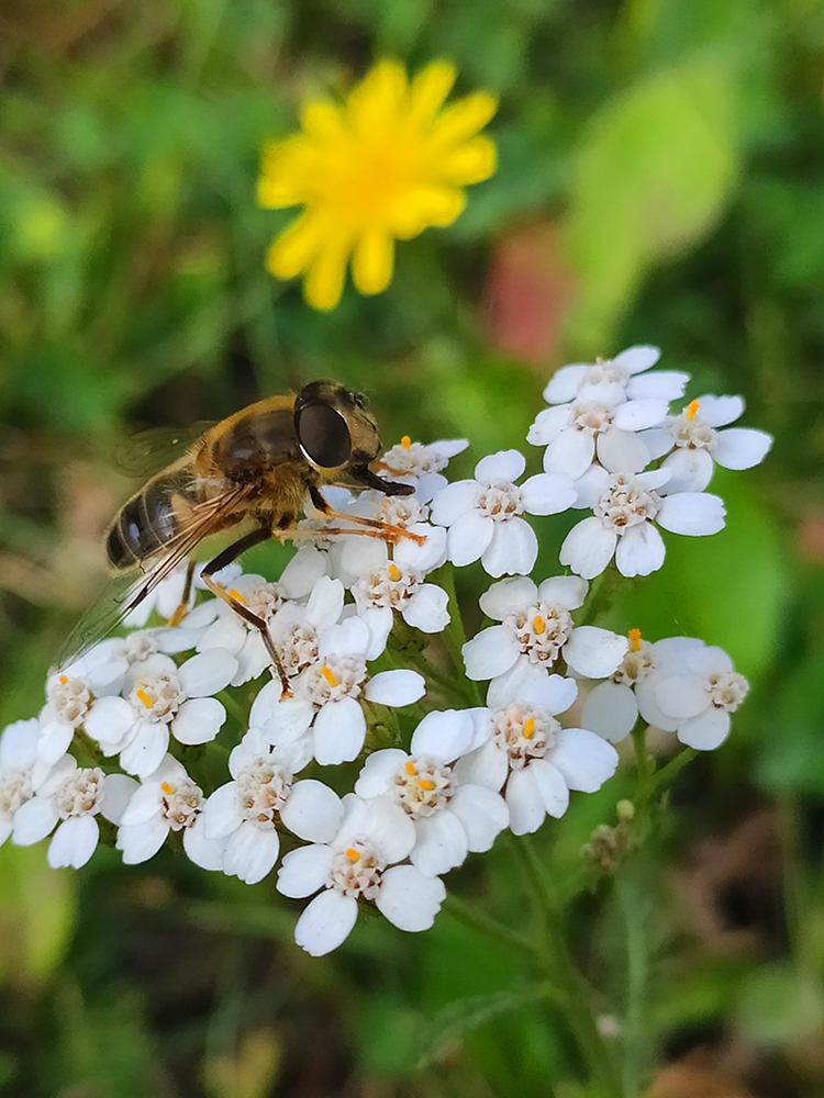 photo "Летом" tags: macro and close-up, 